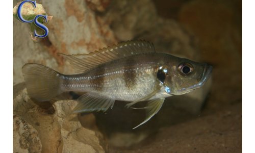 Greenwoodochromis bellcrossi